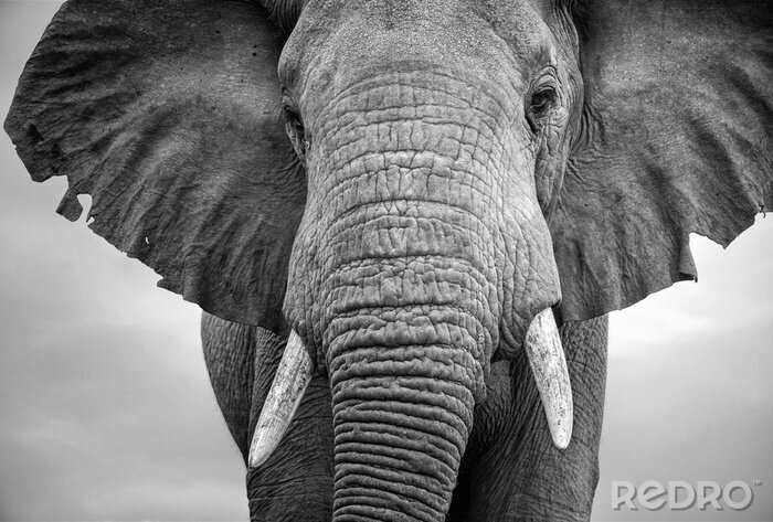 Fototapete Elefant Schwarz Weiß Detail