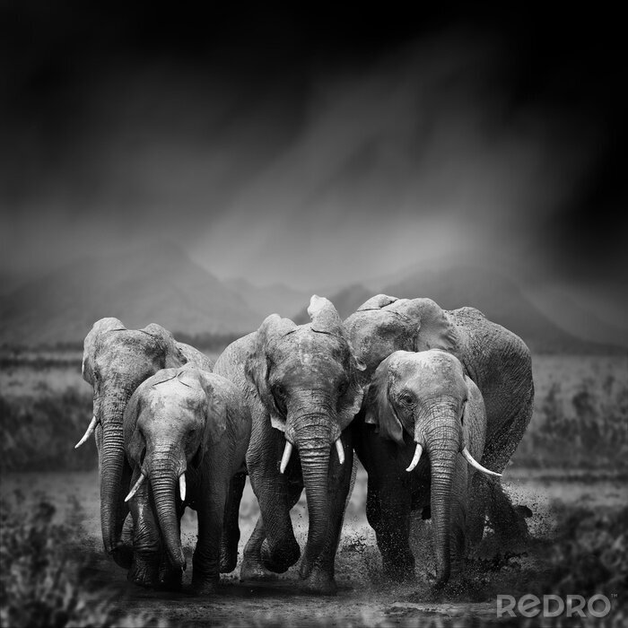 Fototapete Elefant Schwarz Weiß fotografie
