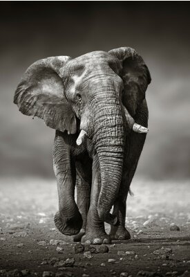 Fototapete Elefant Schwarz Weiß laufender