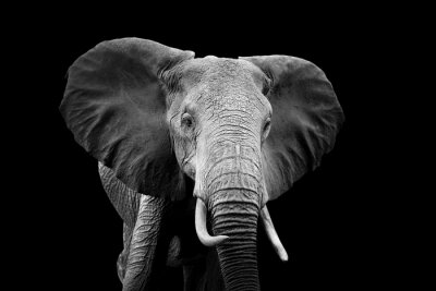 Fototapete Elefant Schwarz Weiß Thema