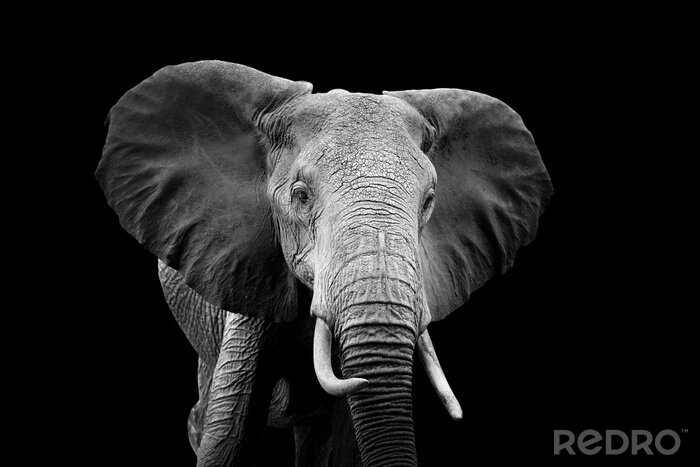 Fototapete Elefant Schwarz Weiß Thema