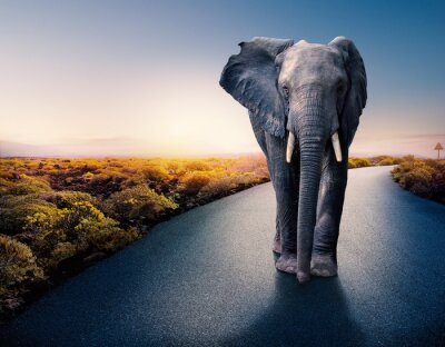 Fototapete Elefant steht im Weg