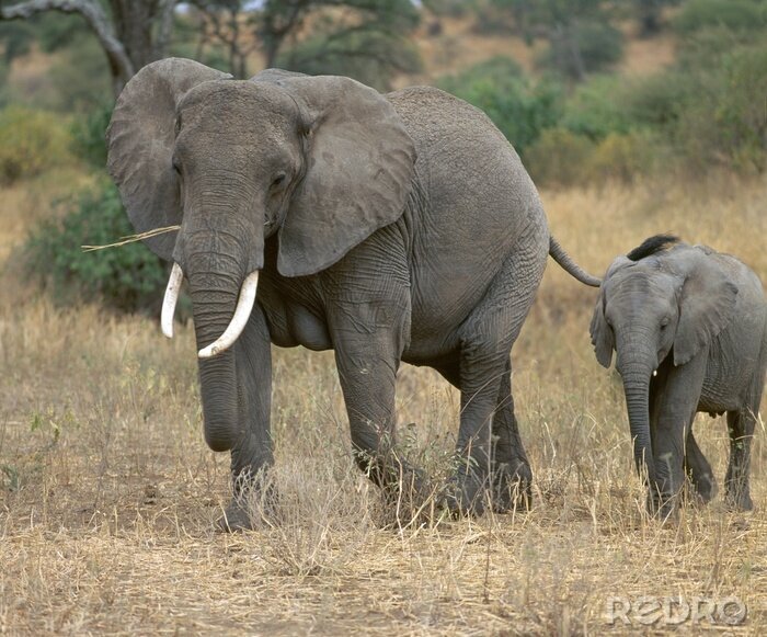 Fototapete Elefant und Elefantenbaby