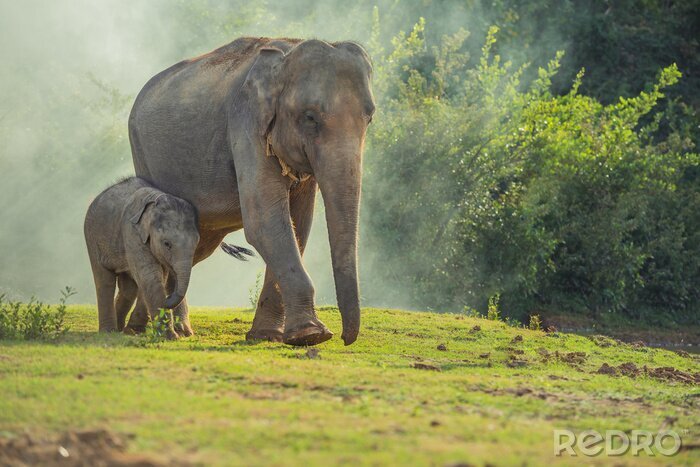 Fototapete Elefant und Elefantenbaby im Wald