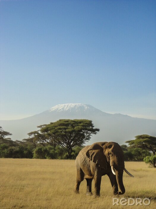Fototapete Elefant und Kilimandscharo