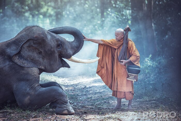 Fototapete Elefant und Mönch