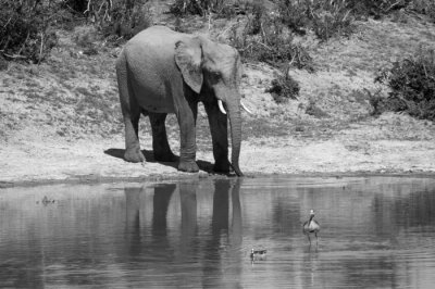 Fototapete Elefant und Vogel am Wasser