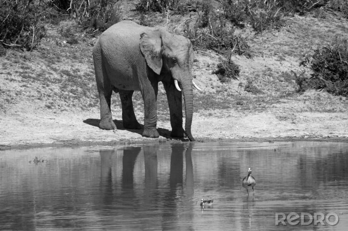 Fototapete Elefant und Vogel am Wasser