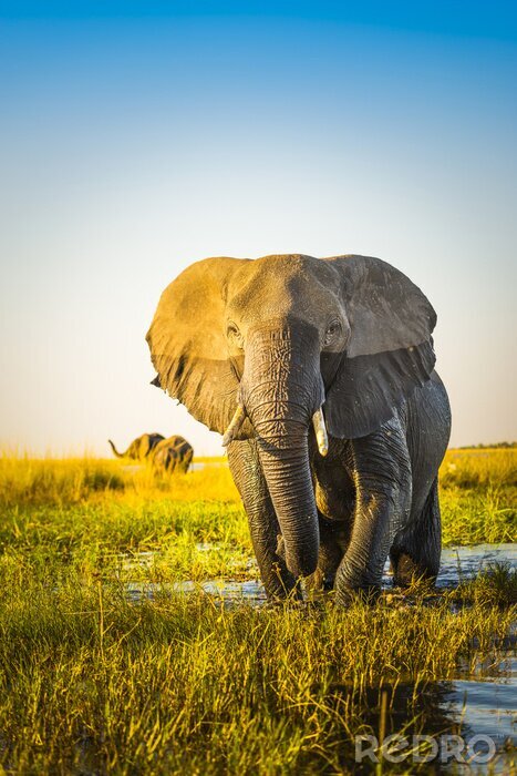 Fototapete Elefant unter den Gräsern