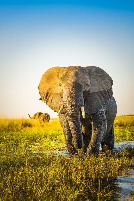 Fototapete Elefant unter den Gräsern