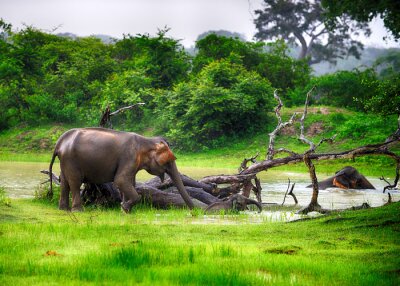 Fototapete Elefant vor dem Hintergrund der grünen Savanne