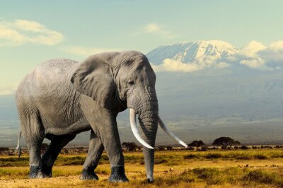 Fototapete Elefant vor dem Hintergrund einer Bergkette