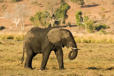 Fototapete Elefant vor einem Hintergrund von grünen Bäumen