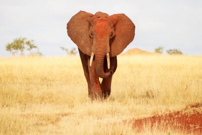 Fototapete Elefant zwischen leuchtenden Gräsern