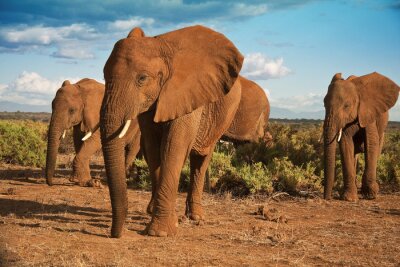 Fototapete Elefanten am Himmel