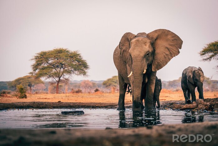 Fototapete Elefanten am Wasser