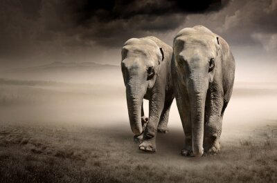 Fototapete Elefanten auf der grauen Straße
