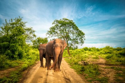 Fototapete Elefanten auf der Straße im Park