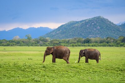 Fototapete Elefanten auf grünem Gras