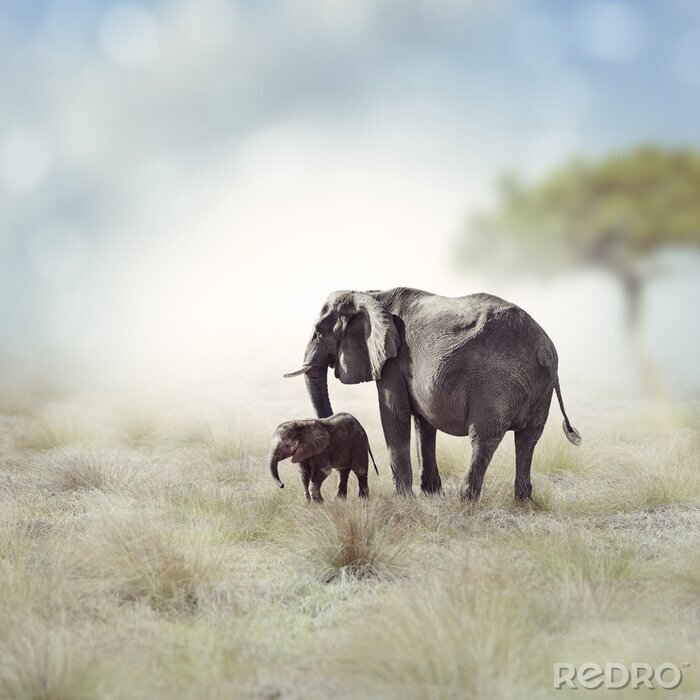 Fototapete Elefanten auf verschwommenem Hintergrund