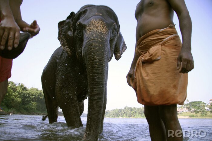 Fototapete Elefanten, die aus nach dem Bad, Südindien