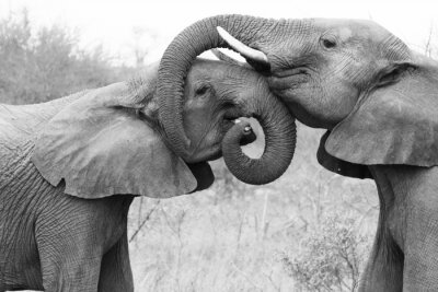Fototapete Elefanten, die sich mit ihren Rüsseln umarmen