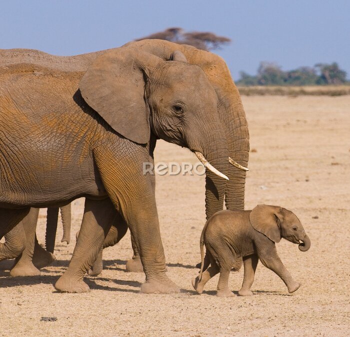 Fototapete Elefanten-Familie, Amboseli, Kenia
