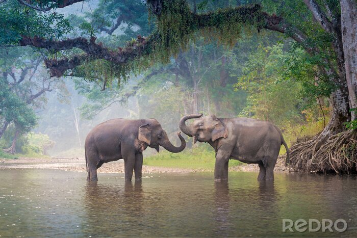 Fototapete Elefanten im Fluss