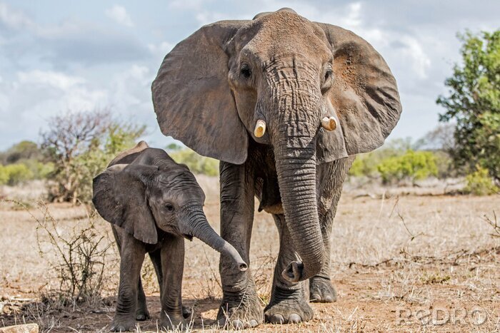 Fototapete Elefanten im Krüger-Nationalpark