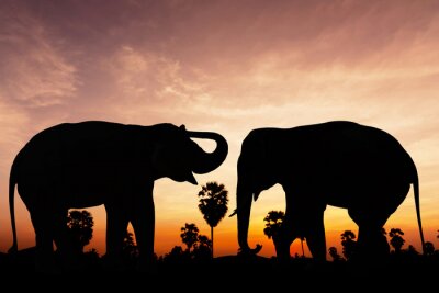 Fototapete Elefanten im pastellfarbenen Himmel