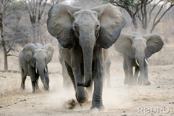Fototapete Elefanten im Staub