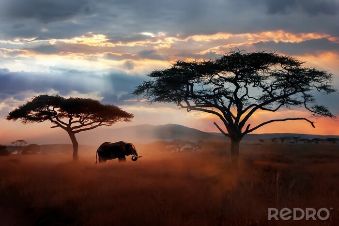 Fototapete Elefanten in der Landschaft Tansanias