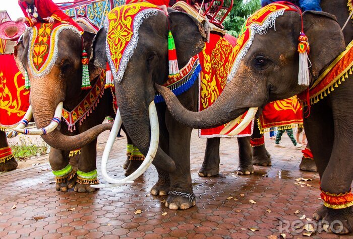 Fototapete Elefanten in farbenfroher Kleidung