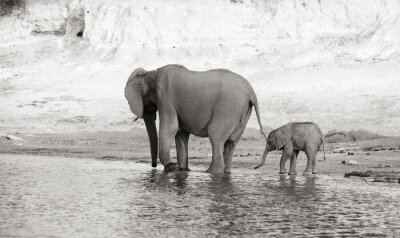 Fototapete Elefanten in Schwarz-Weiß