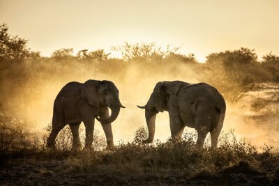 Elefanten in Staubwolken
