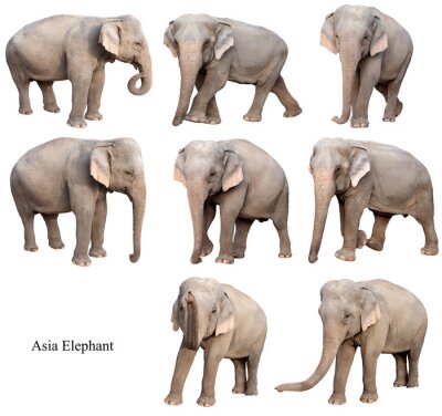 Fototapete Elefanten in verschiedenen Positionen