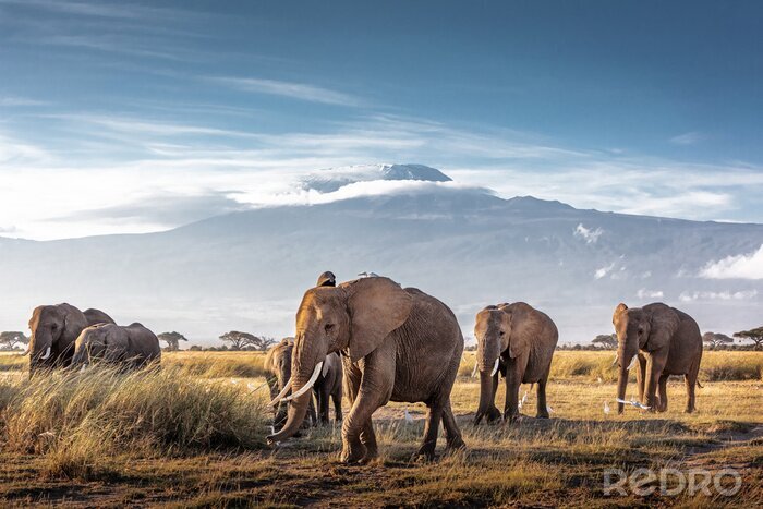 Fototapete Elefanten mit Bergen im Hintergrund