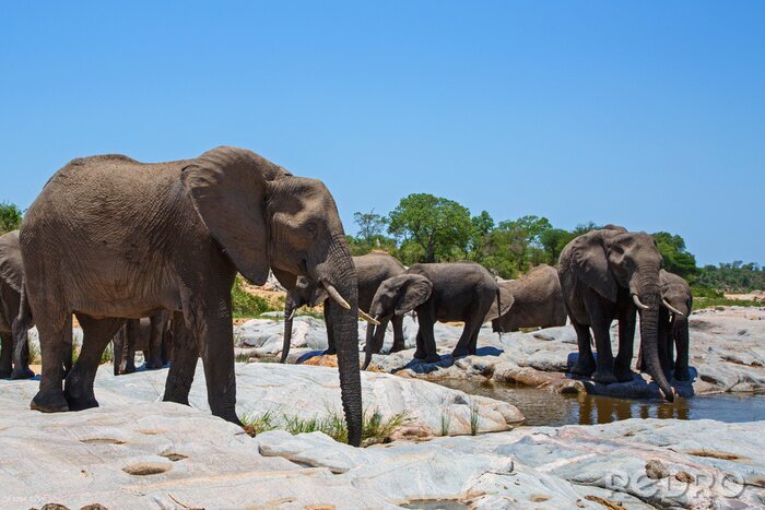 Fototapete Elefanten trinken Wasser