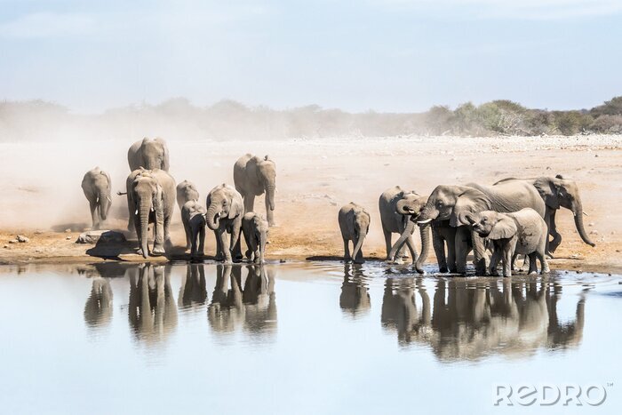 Fototapete Elefanten über einem Stausee