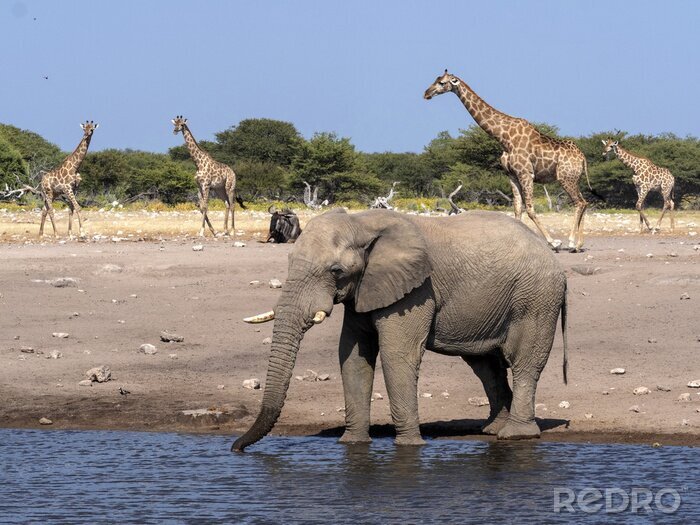 Fototapete Elefanten und Giraffen