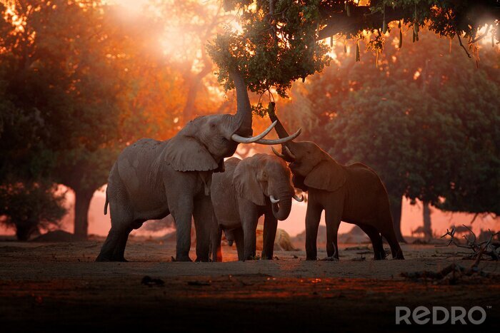 Fototapete Elefanten vor einem orangefarbenen Himmel