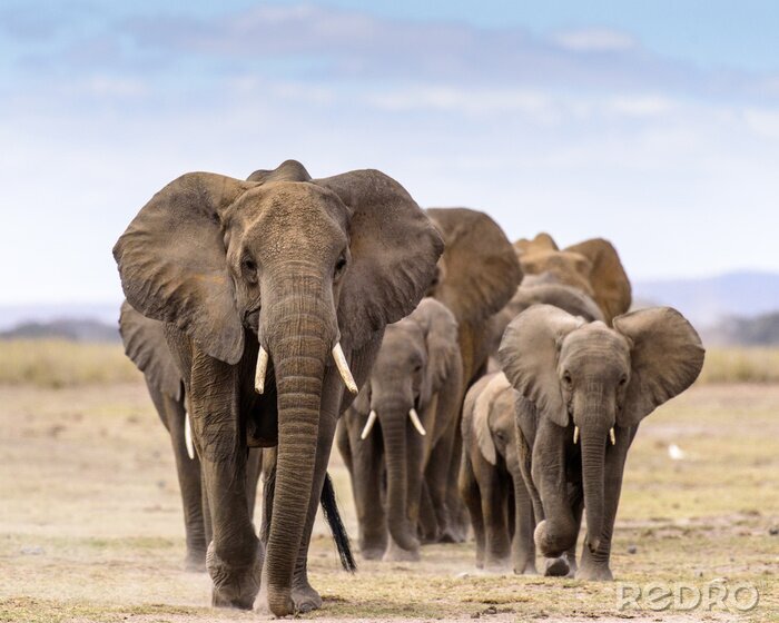 Fototapete Elefantenfamilie am Himmel