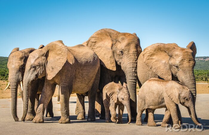 Fototapete Elefantenfamilie auf der Straße