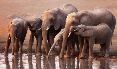 Fototapete Elefantenherde am Wasser