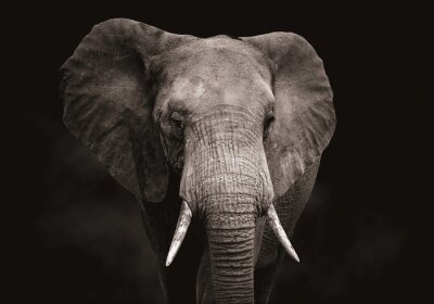 Fototapete Elefantenkopf