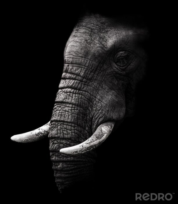 Fototapete Elefantenkopf auf dunklem Hintergrund