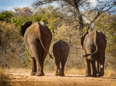 Fototapete Elefantfamilie, die in Park Straße, Kruger National Park, Südafrika