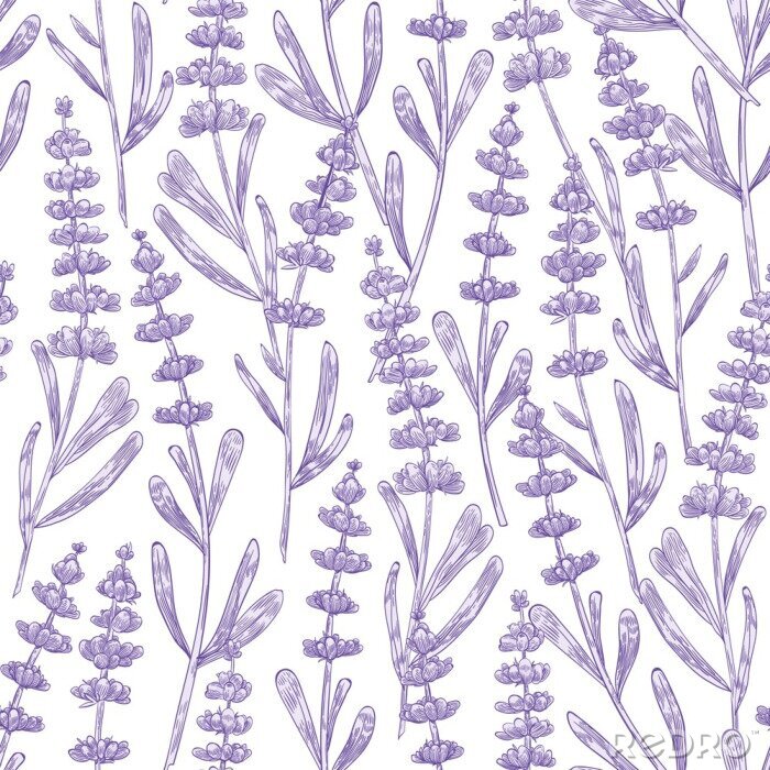 Fototapete Elegant seamless pattern with lavender flowers hand drawn on white background. Backdrop with meadow flowering plant, blooming wildflower used in aromatherapy. Monochrome botanical vector illustration.