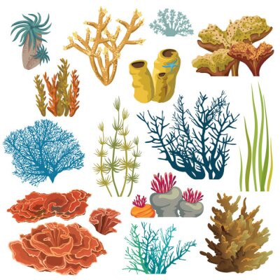 Elemente des Korallenriffs