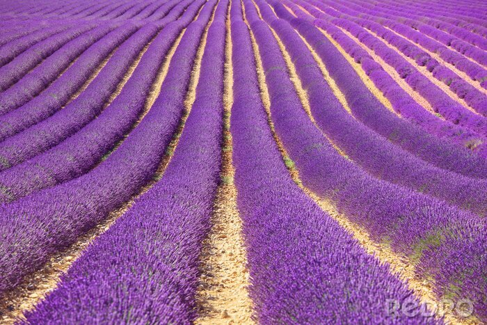 Fototapete Endlose Reihen von Lavendel